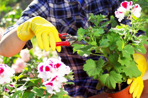 Gardener trimming a suburban hedge in Acton