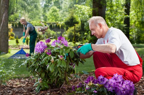 Expert trimming techniques for healthy hedges