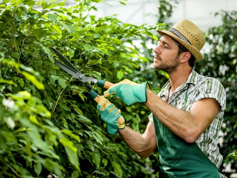 Inspector reviewing hedge trimming work on site
