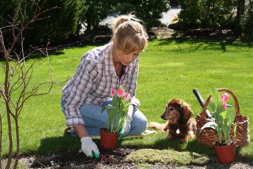 Expert hedge trimmers at work in Acton