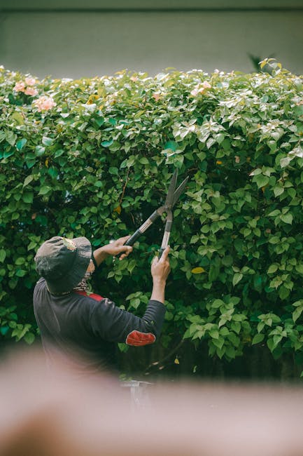 A gardener from hedgetrimmingacton.co.uk is engaged in hedge trimming in a lush garden setting. The gardener, seen from behind, is wearing a dark long-sleeved top and a black cap, holding a pair of sh